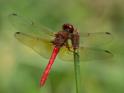 Sympetrum illotum (Cardinal Meadowhawk)-3.jpg